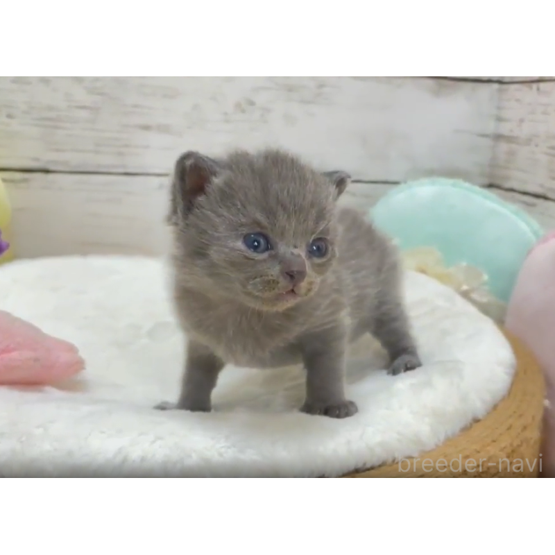 販売中の静岡県のスコティッシュフォールド-127238の5枚目